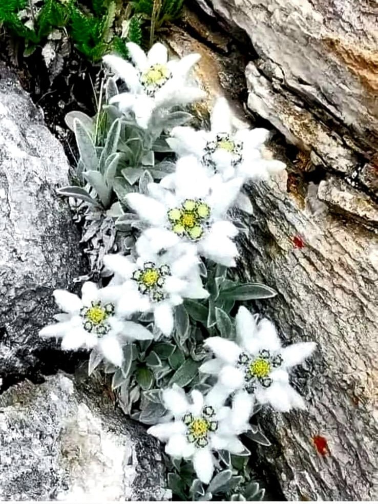 Capa de Edelweiss